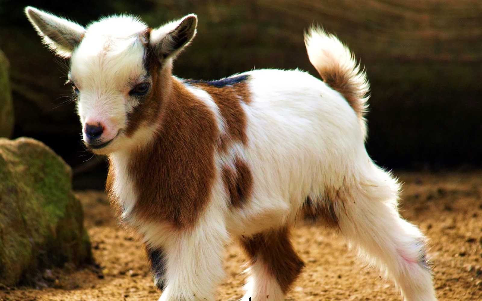Beautiful Animal Goat Wallpapers HD ~ Desktop Wallpapers free Download
