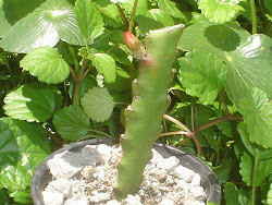 Muda de cactus orquidea - Vermelha