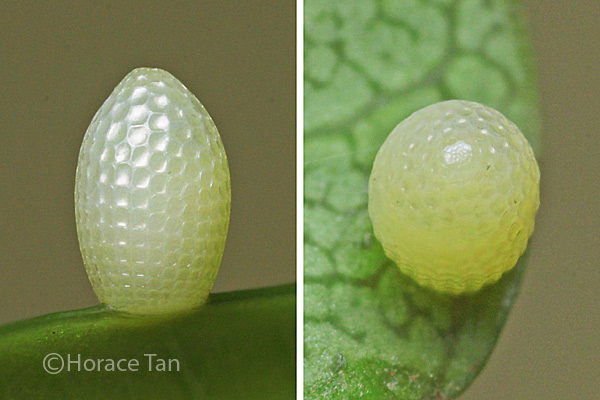 Butterflies of Singapore: Life History of the Spotted Black Crow