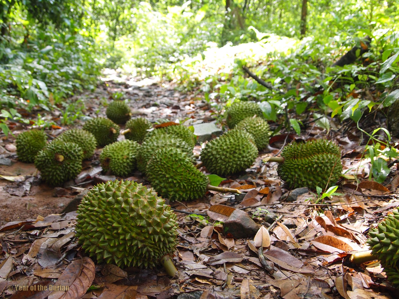 So You Want to Plant a Durian Tree So You Want to Plant a Durian Tree