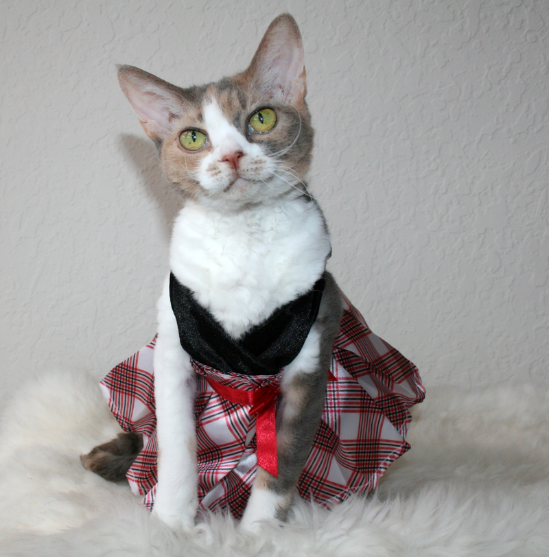Daisy the Curly Cat Mad for Plaid