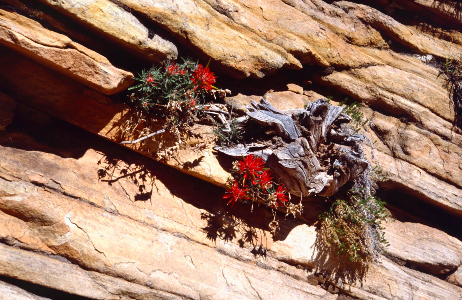The Old Cowboy and Photography Wildflowers of Zion National Park