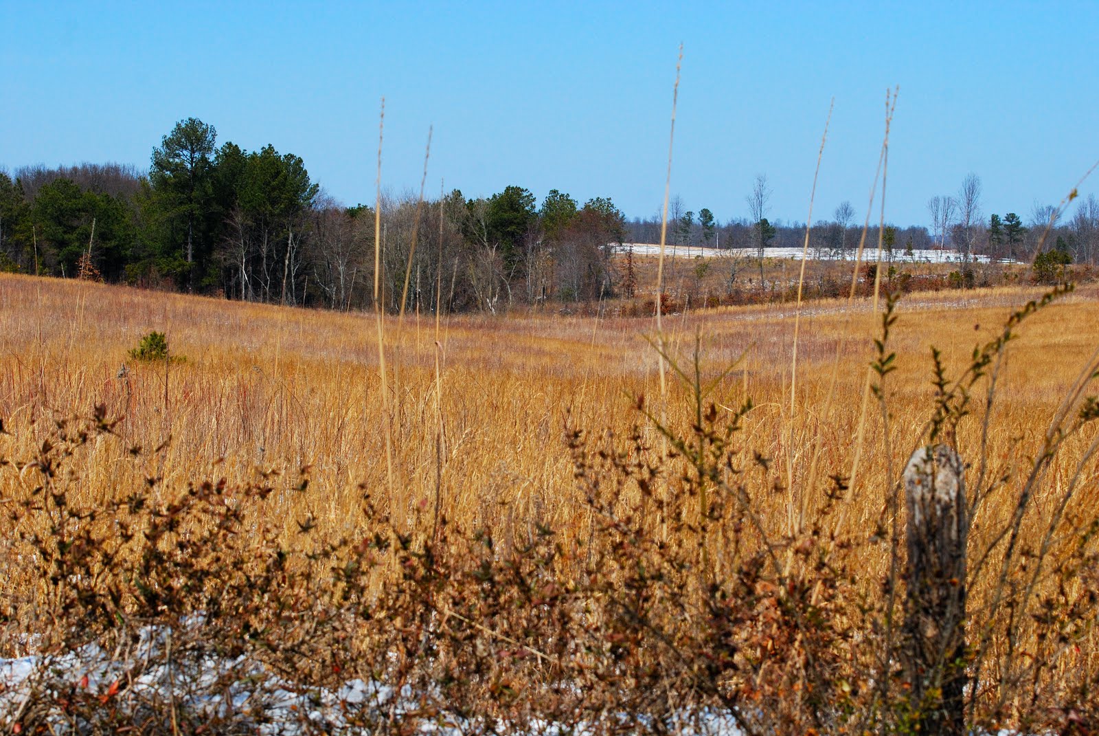 The Tennessee Wildlife Habitat Blog Quail Habitat Exercise