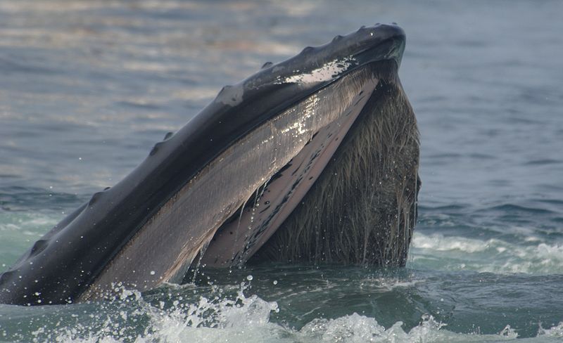 whales feeding young