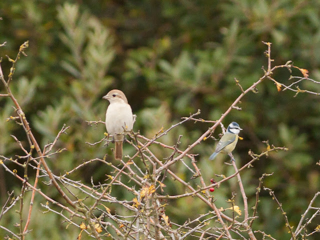 Isabelline Shrike, Norfolk