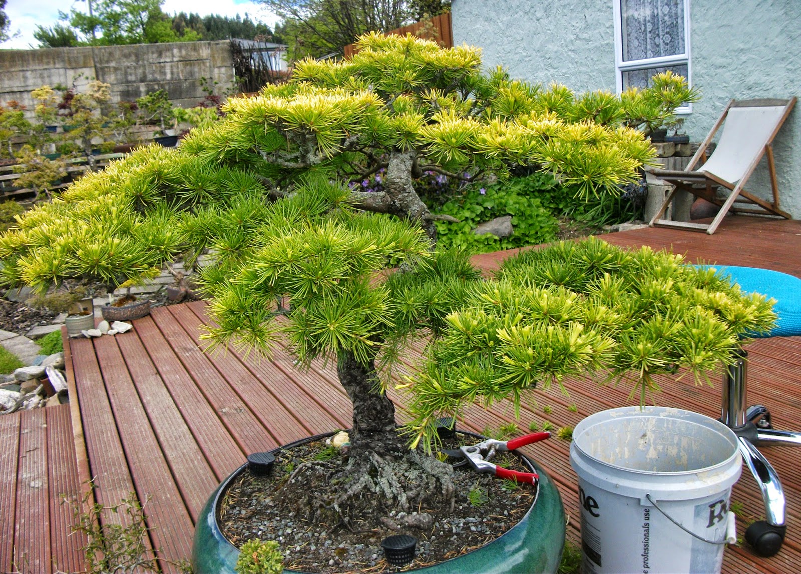 Fionna's Bonsai Pots, Kiwi Made, In New Zealand My Golden Cedar Bonsai