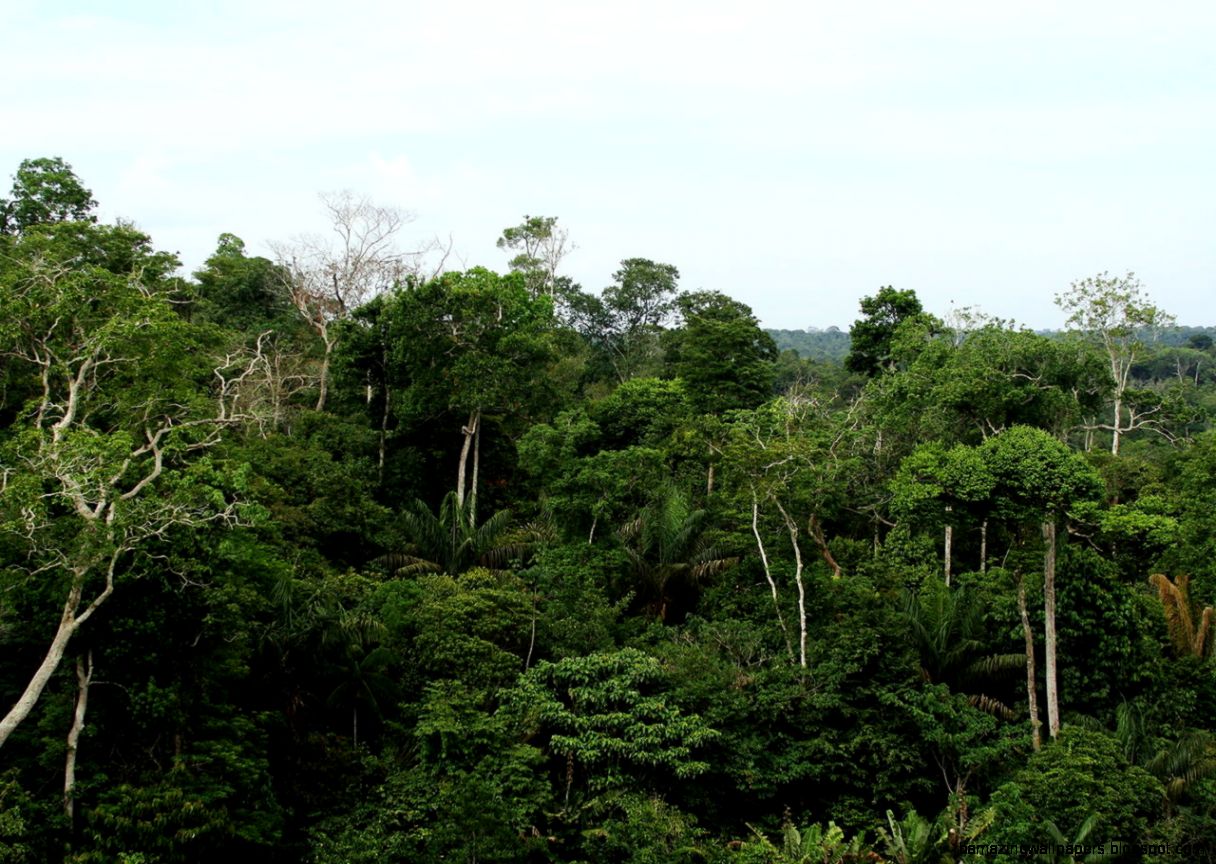 Rainforest Canopy Wallpaper COC Rainforest Canopy Wallpaper COC