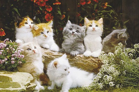 Betsy and Thomas Talk Kitties Cute+Kittens+Pets_03