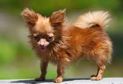 Dünyanın en küçük köpeği hangisidir?