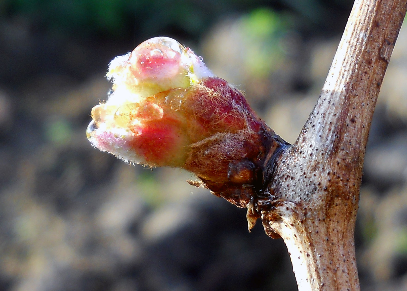 Bud Burst