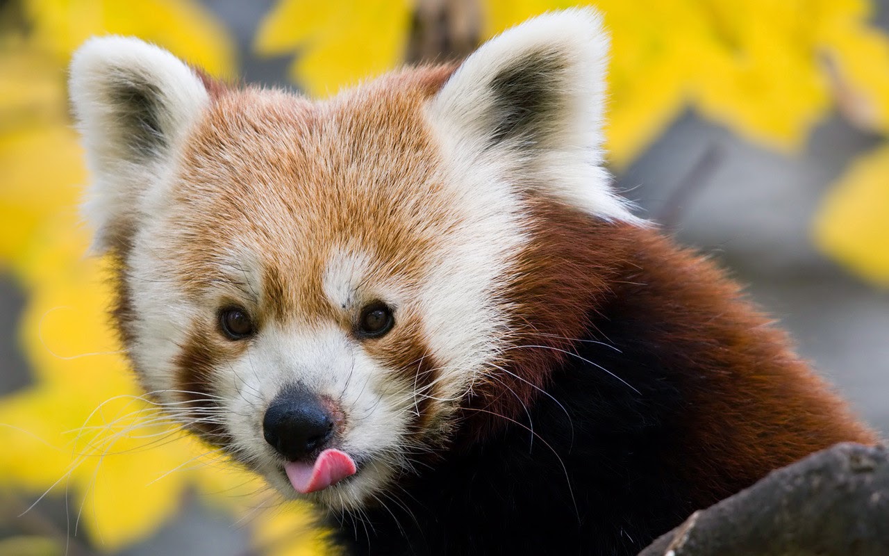 40 Adorable red panda pictures (40 pics), red panda sticks its tongue out