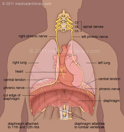 Diaphragm: Nerve supply | Mnemonic Anatomy diagram of paralysis 