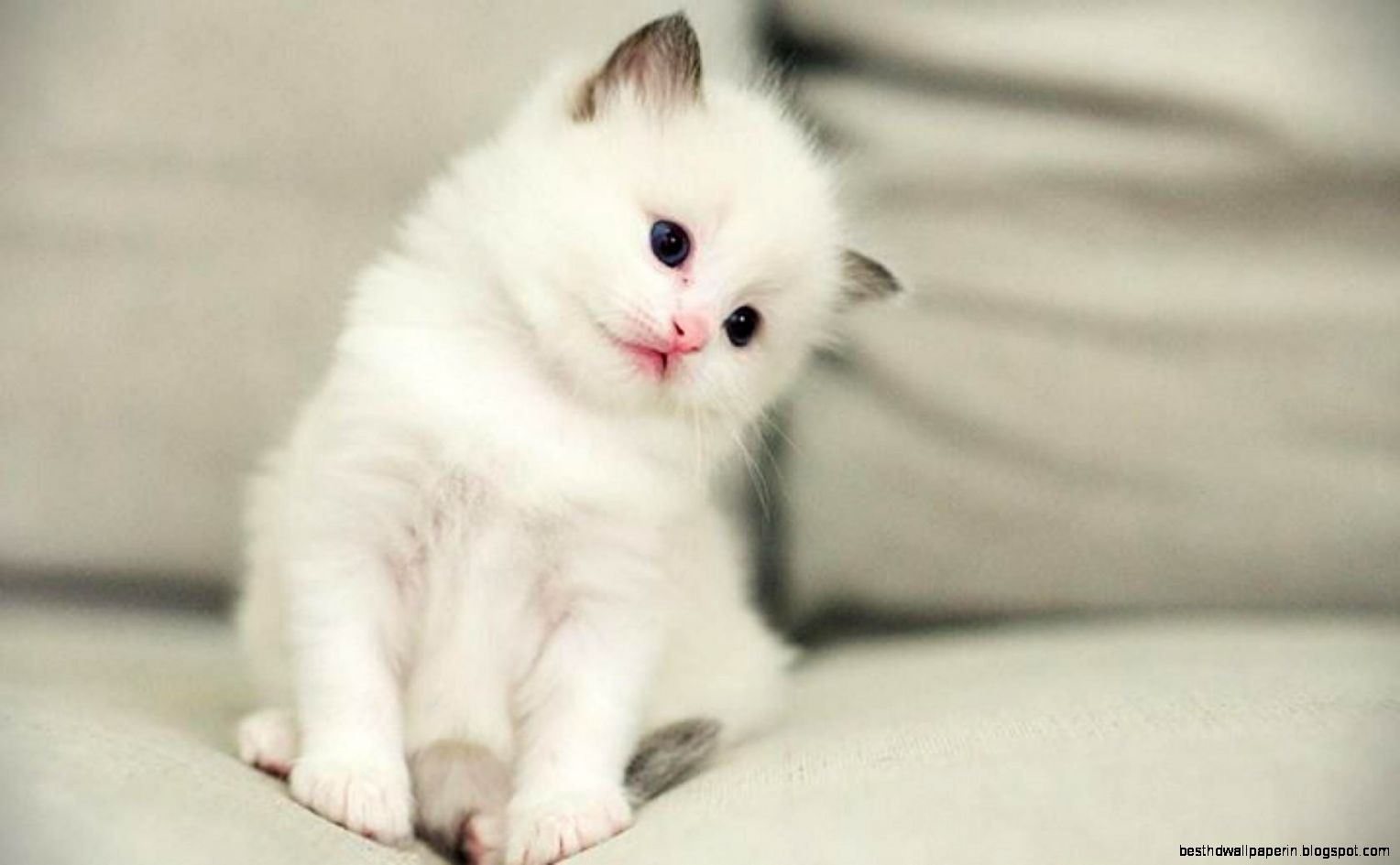 Cute kitty 137847 High Quality and Resolution Wallpapers on Cute kitty 137847 High Quality and Resolution Wallpapers on