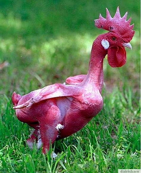Tinkosongberkarat Pelik Ayam Tanpa Bulu Pertama Di Hasilkan Di Dunia Tinkosongberkarat Pelik Ayam Tanpa Bulu Pertama Di Hasilkan Di Dunia