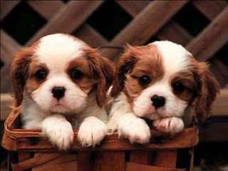 cute puppies wallpapers