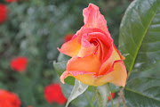 LA ROSA. La Rosa. Un bellissimo scatto di una rosa. Foto di Simona Facuetti. (la rosa)