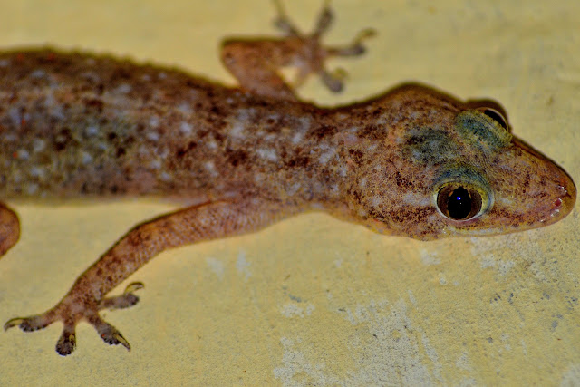 Found a Lizard so beautiful sticking to the wall