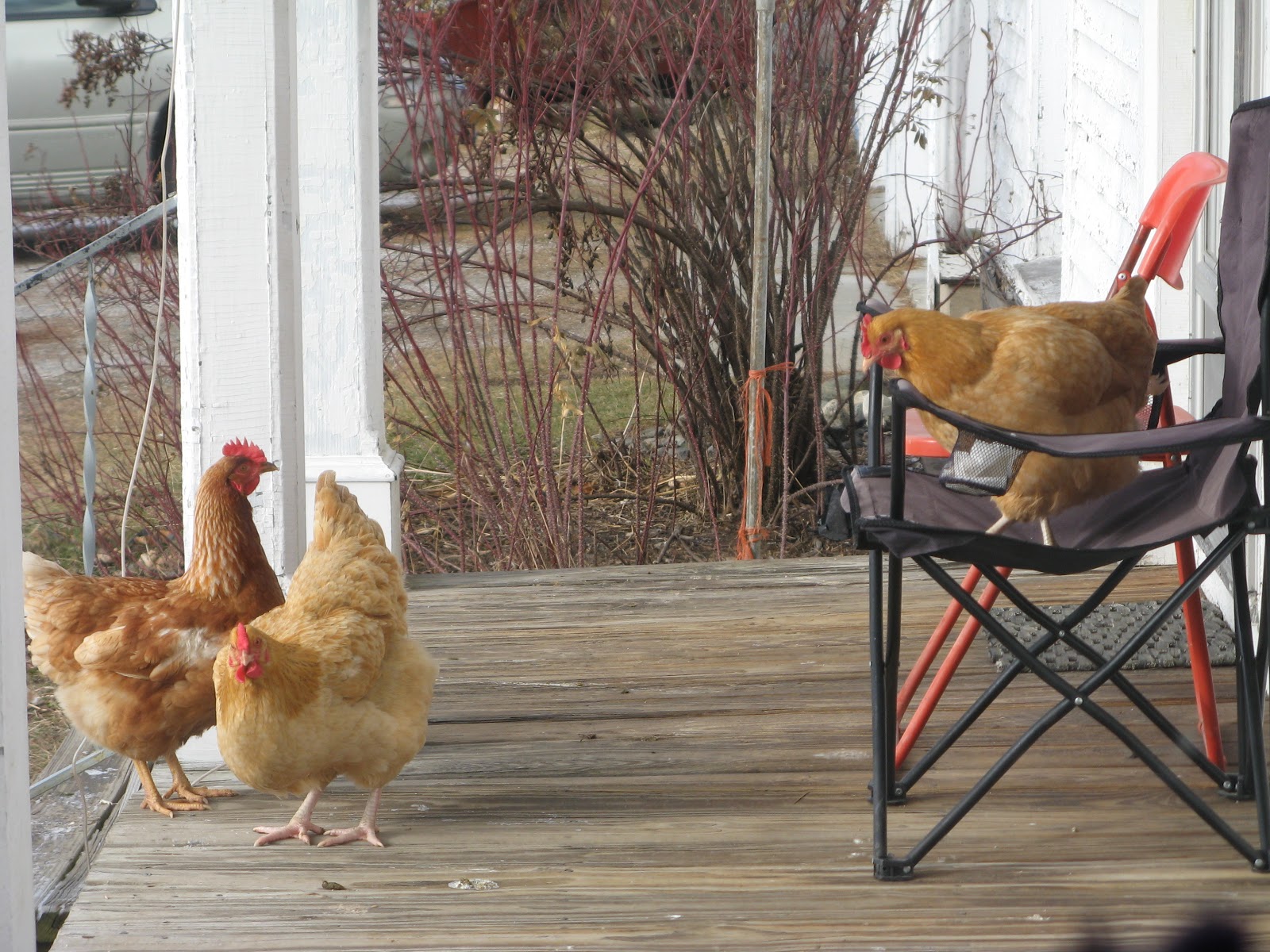 Animal Instinct Chair Chicken