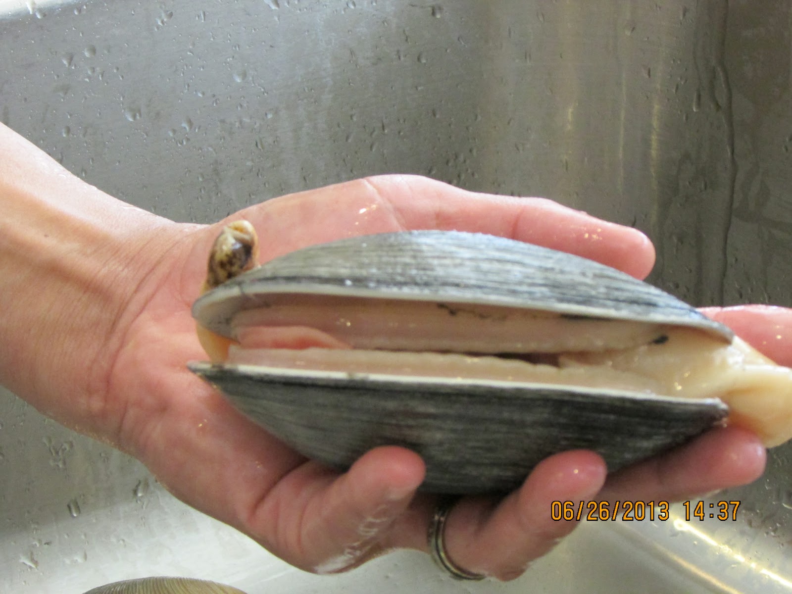 Adventures of Johnny United Horseneck Clams, Butter Clams, and a