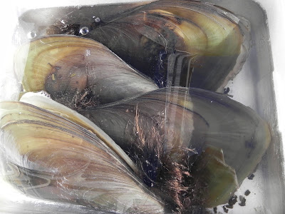 クマノミ 店主のブログ 本日の特撰品 ズワイガニの タイラ貝 タイラギ 他