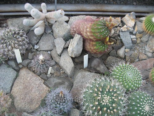 Cactus Pictures