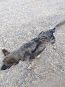 A pet dog in Longwa village of Mon district in Nagaland.