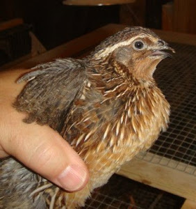 Male Jumbo Brown Coturnix