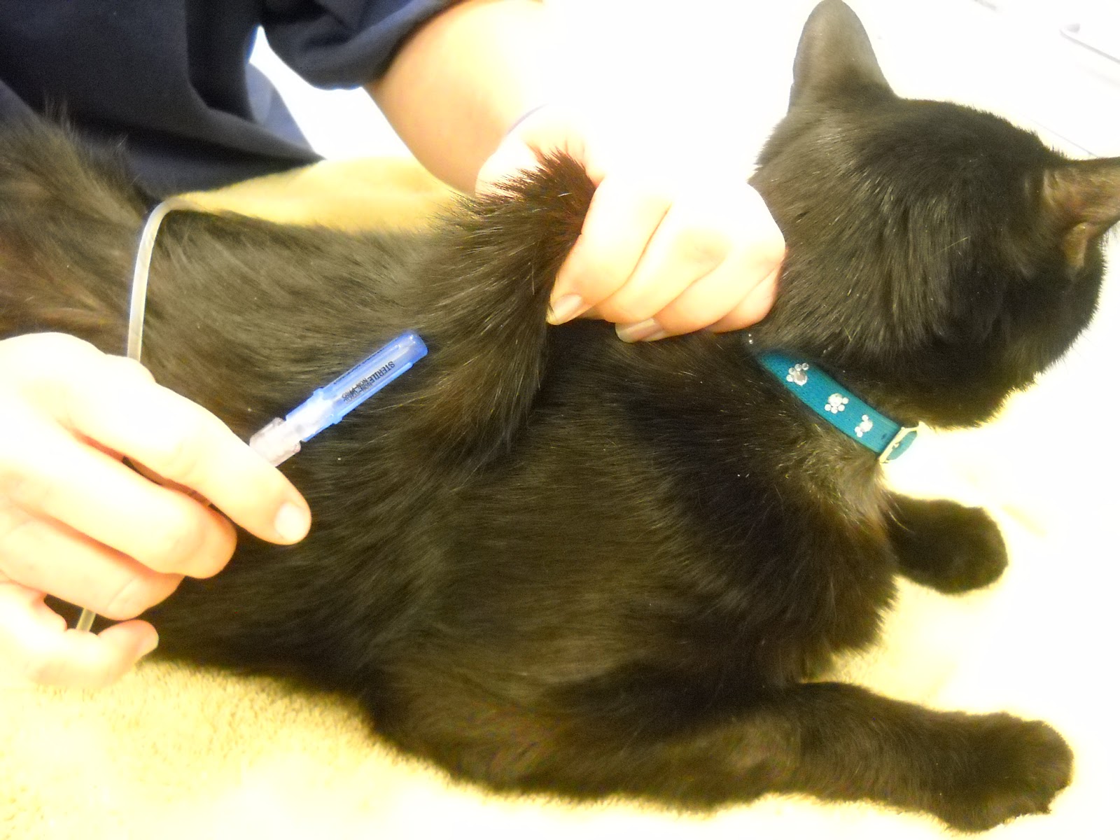 PET SITTERS EDUCATIONAL CARE CENTER SUBCUTANEOUS FLUID ADMINISTRATION