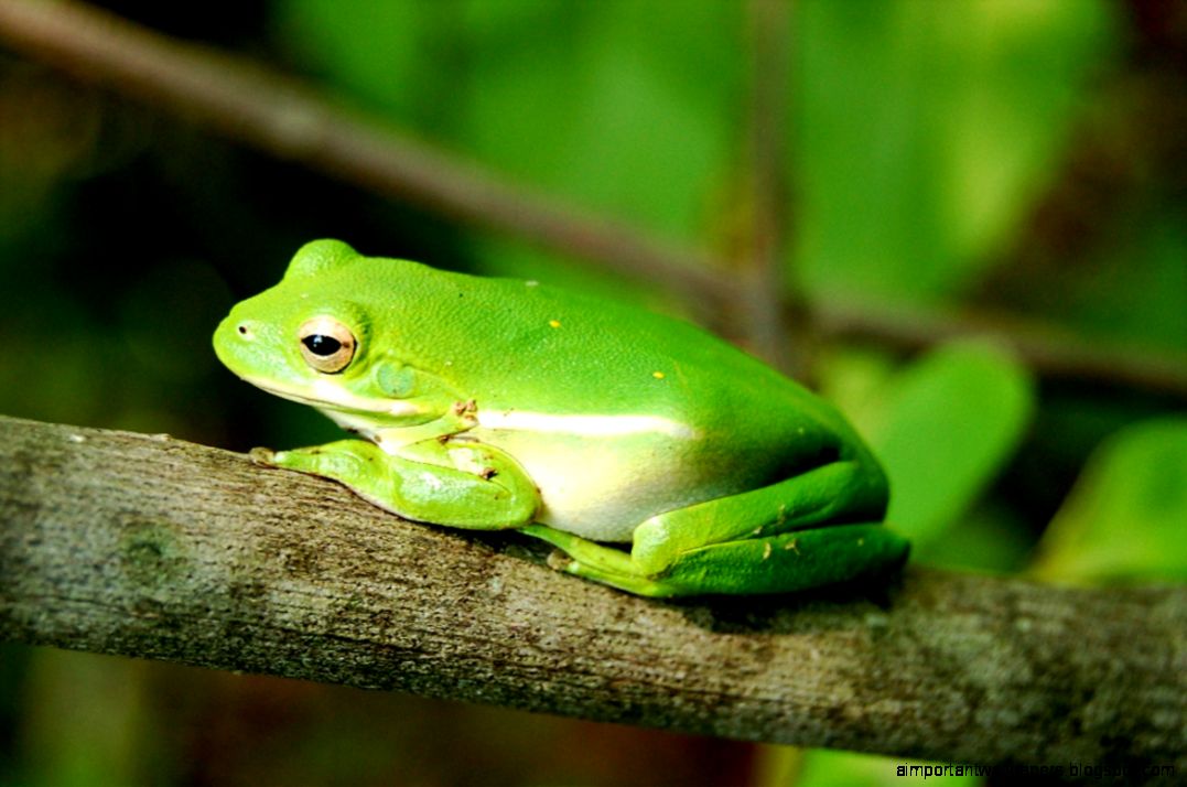 Green Tree Frog Green Tree Frog