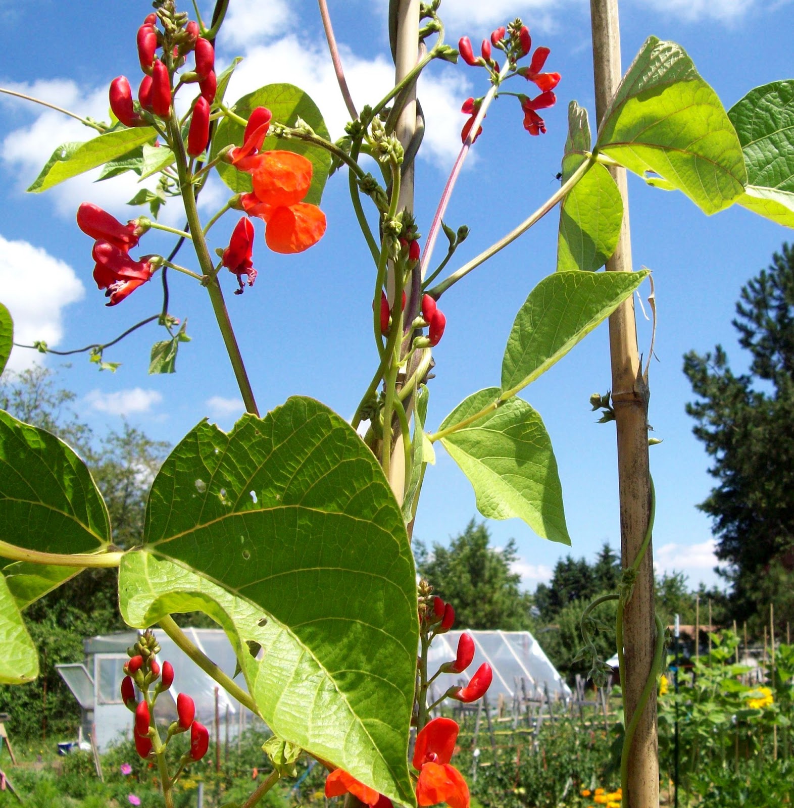 The Sharing Gardens Grow Your Own Protein Scarlet Runner Beans