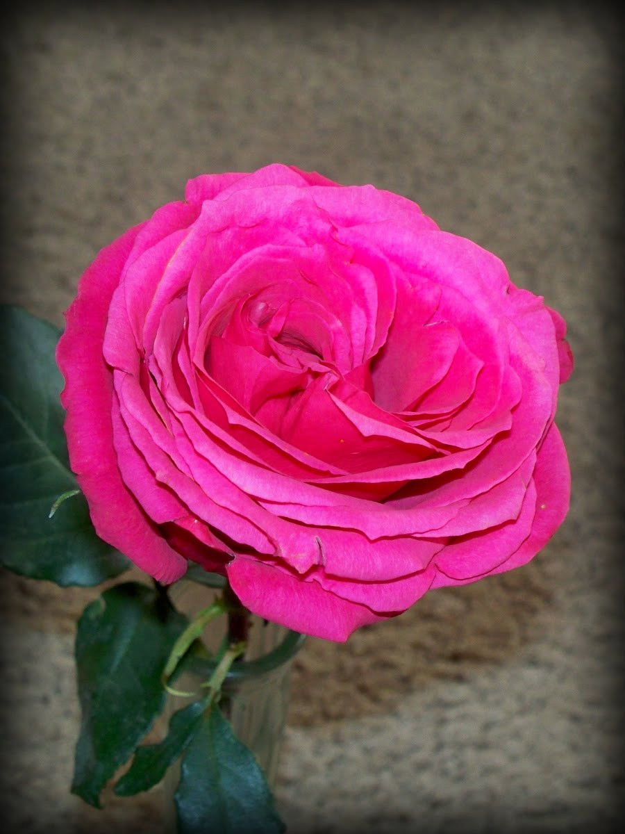 Johnstown Albertsons Gifts of flowers