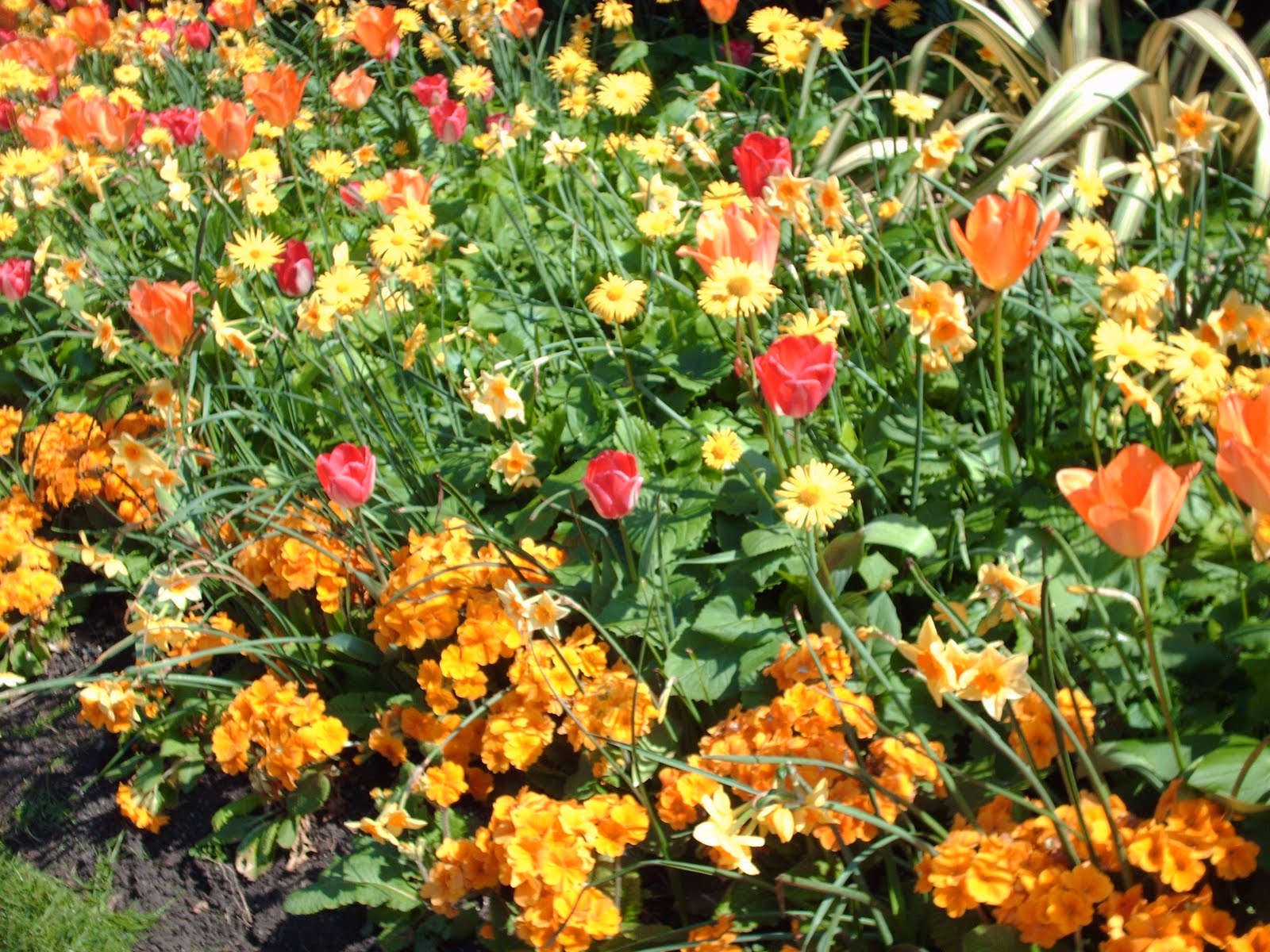 Oxford Omnibus The Flowers That Bloom in the Spring, TraLa!