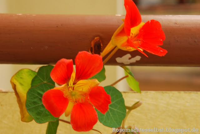 Kapuzinerkresse rankend Blüten