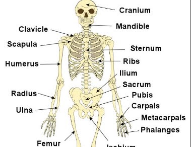 MY ENGLISH CORNER: SKELETAL-MUSCULAR SYSTEM