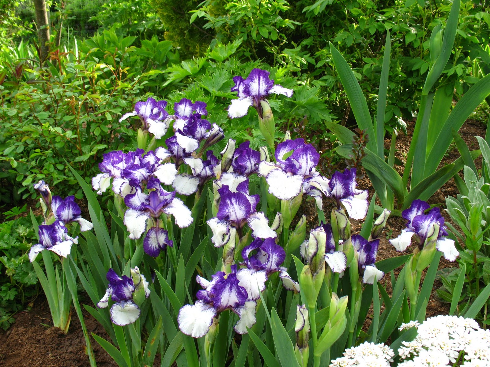 Roses Du Jardin Cheneland Spiraea Japonica Shirobana