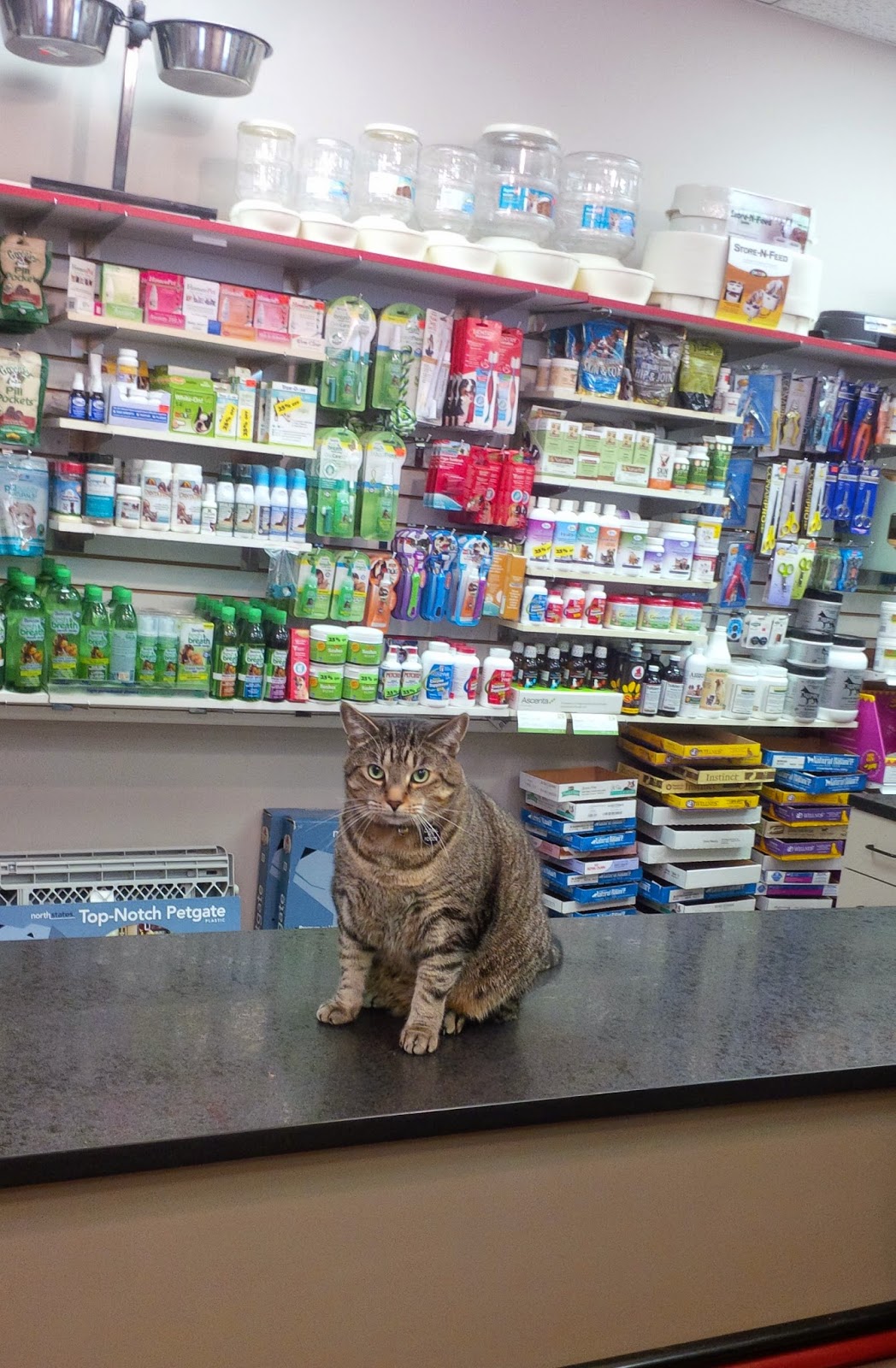 online pet shop cat