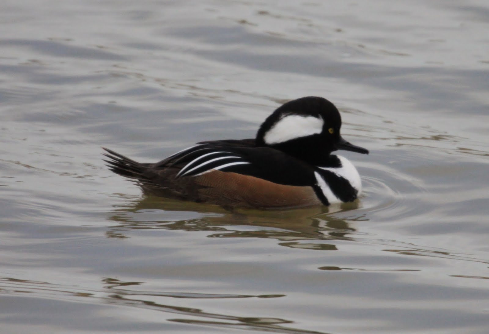 Hooded Grebe