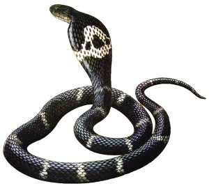 世界最長眼鏡蛇