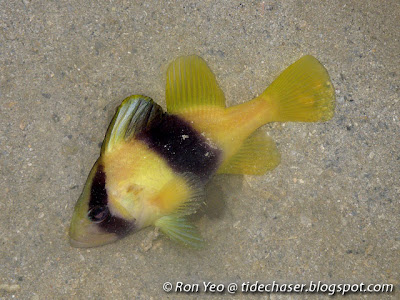 Yellow Soapfish (Diploprion bifasciatum)