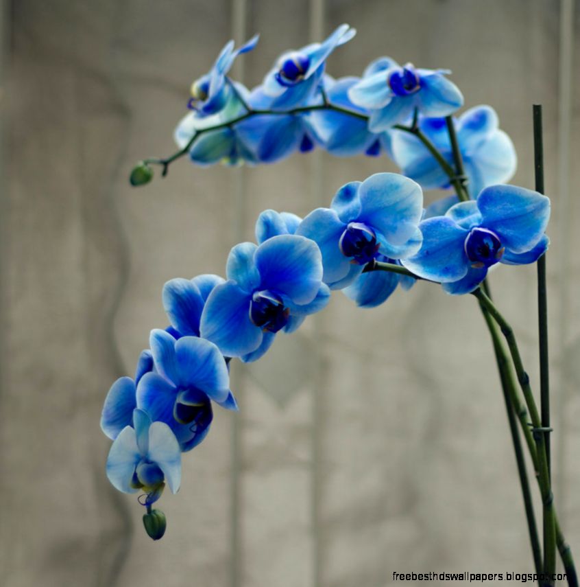 Beautiful Blue Orchid We Need Fun Beautiful Blue Orchid We Need Fun