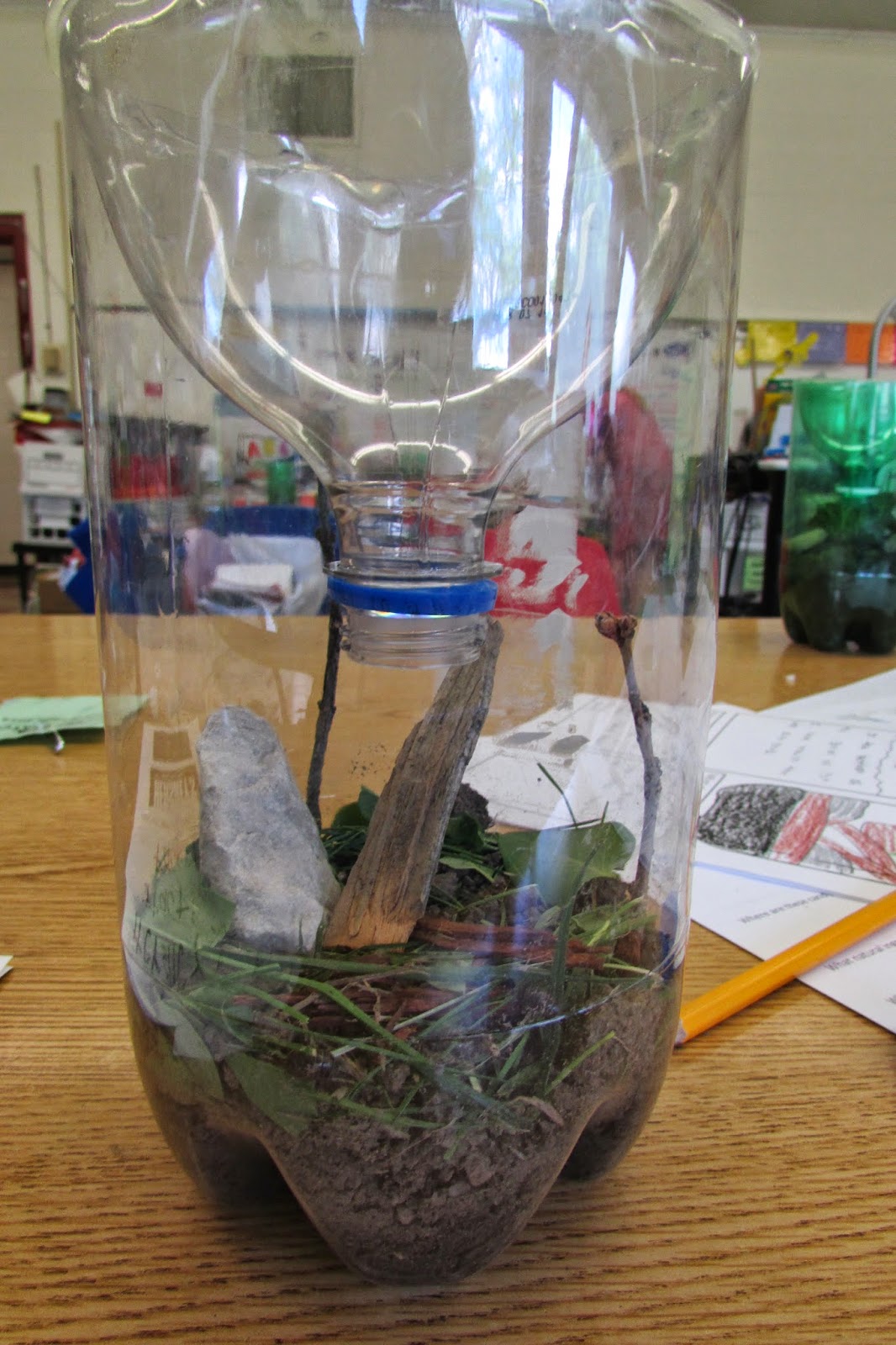 Growing a STEM Classroom Playing with Pill Bugs
