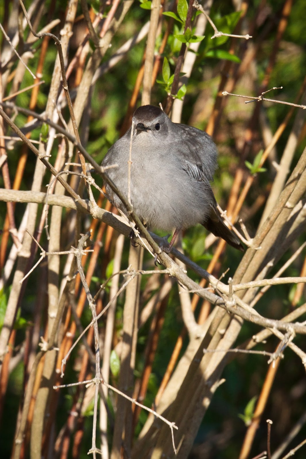 Feather Tailed Stories: Gray Catbird