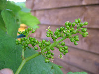 grapevines with grapes