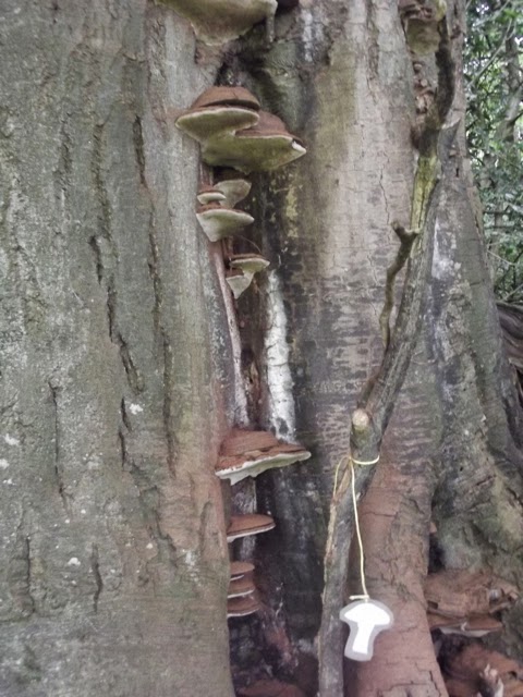sizergh castle woodland play trail fungi