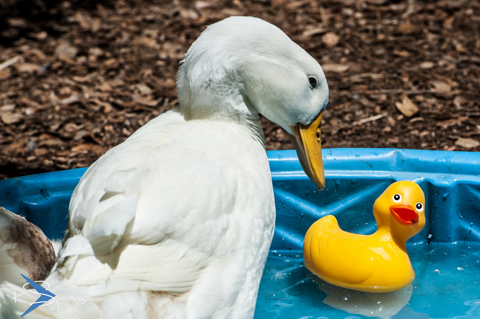 Shutter Speed The Rubber Ducky Attack