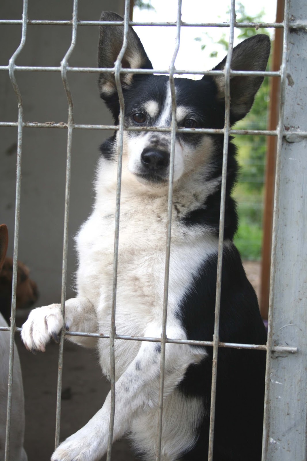 aktion tier menschen für tiere e.V. KOLUMNE Von Zwingerhaltung und