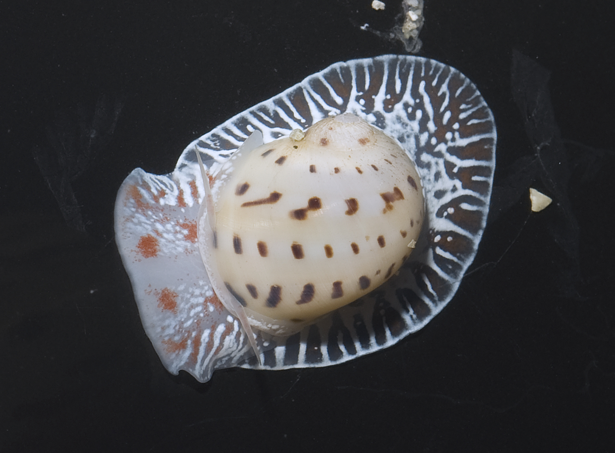Real Monstrosities Moon Snail