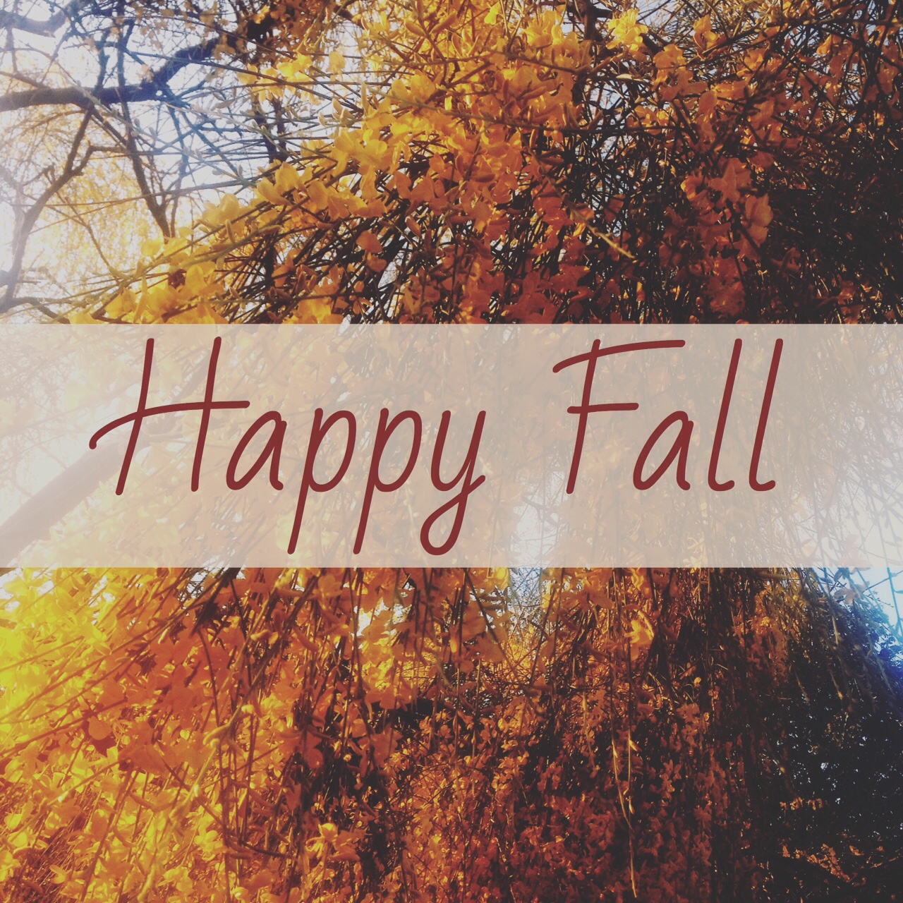Byron, Birkin, & Burch Happy Fall!