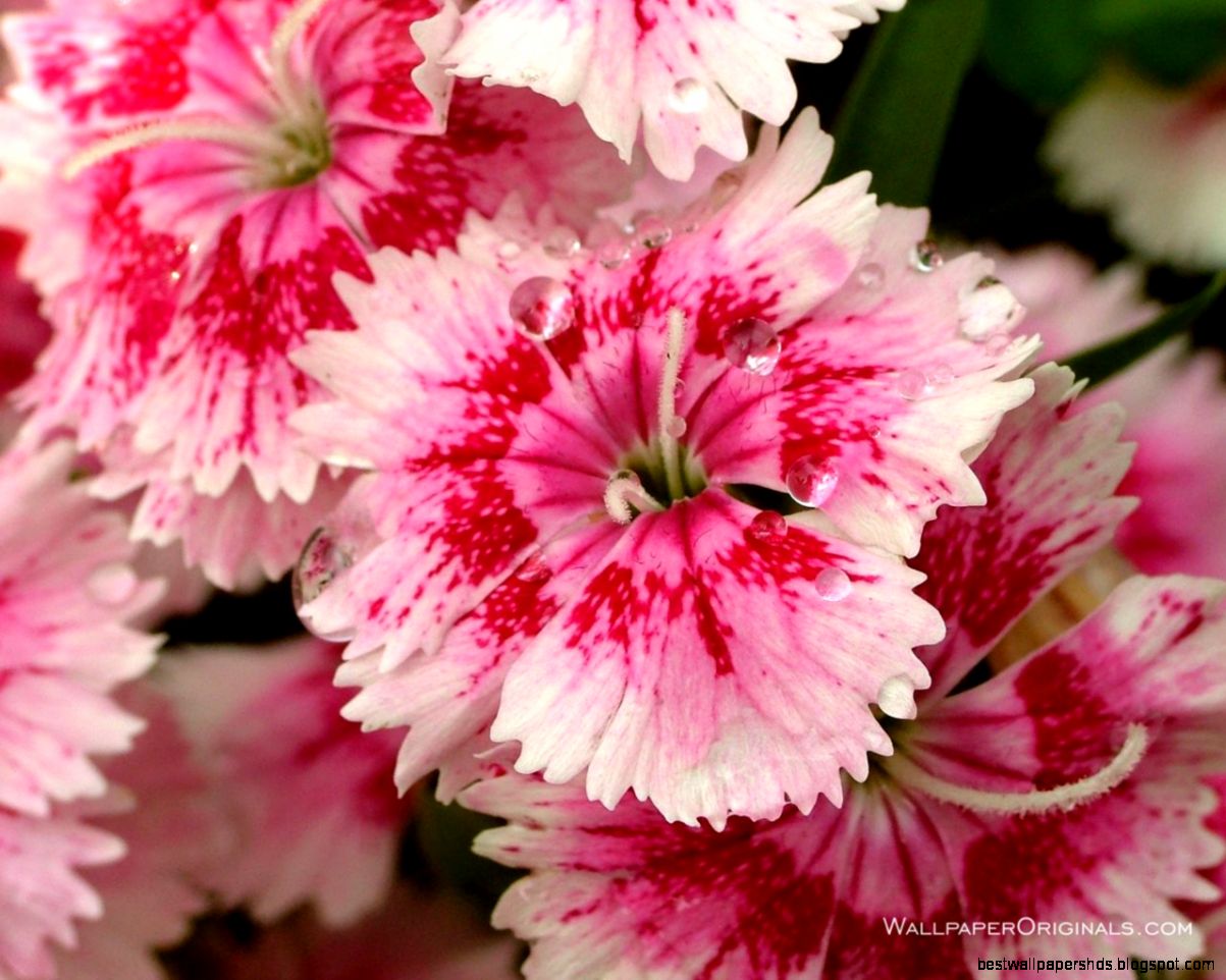 Lovely Flowers HD Wallpapers Lovely Flowers HD Wallpapers