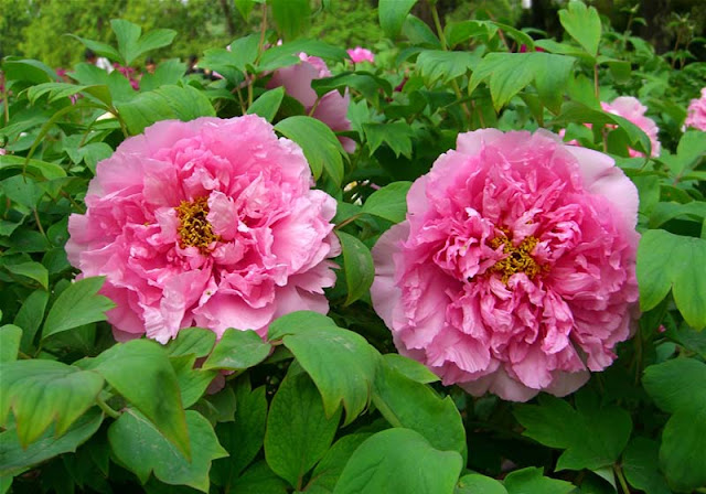 Peony Flowers Pictures